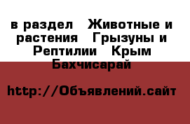  в раздел : Животные и растения » Грызуны и Рептилии . Крым,Бахчисарай